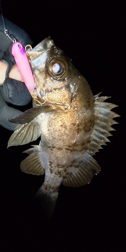 メバルの釣果