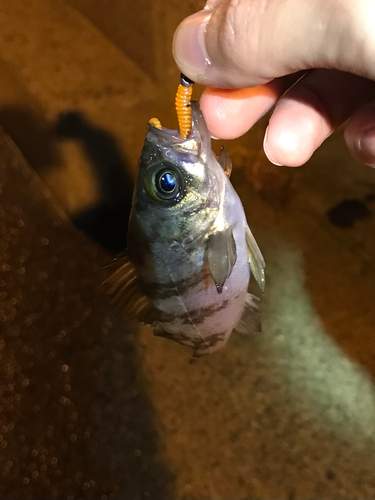 シロメバルの釣果