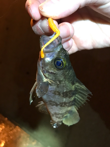 シロメバルの釣果