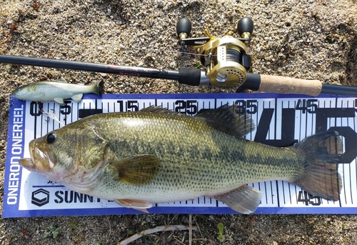 ブラックバスの釣果