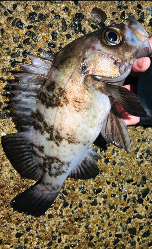 シロメバルの釣果