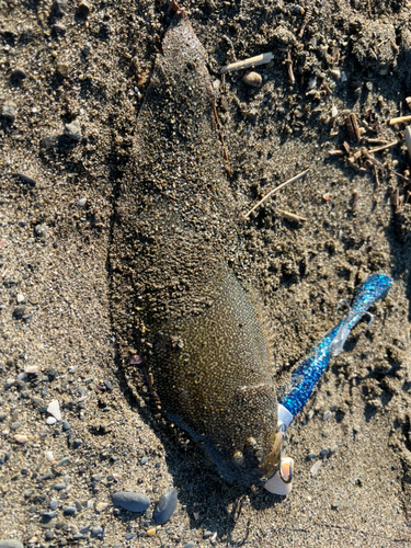 シタビラメの釣果