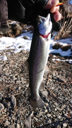 ニジマスの釣果