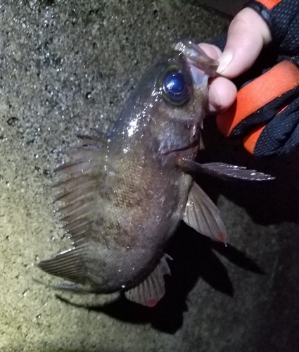 メバルの釣果