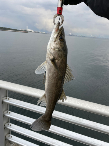 フッコ（マルスズキ）の釣果