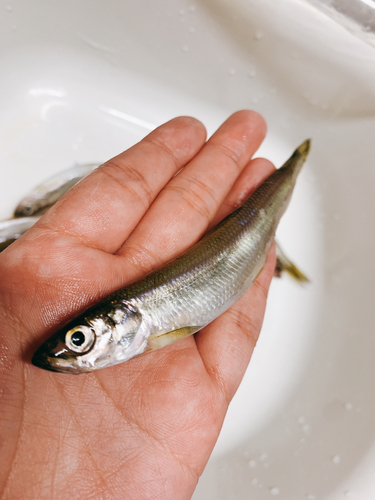 チカの釣果