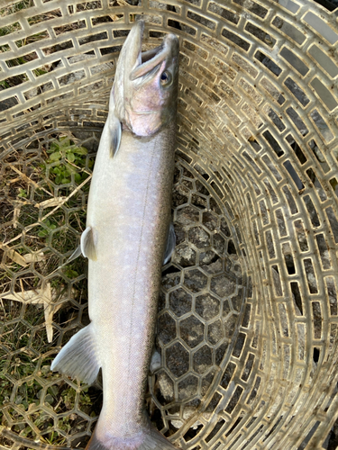 イワナの釣果