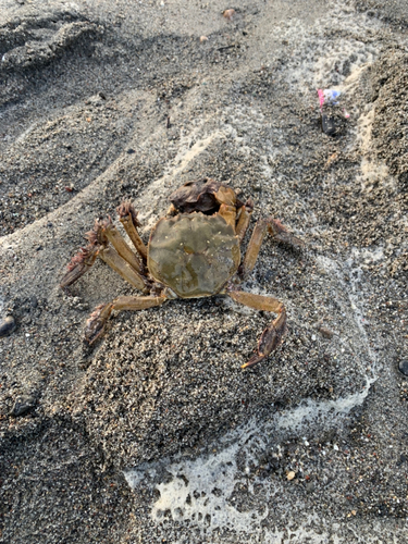 カニの釣果