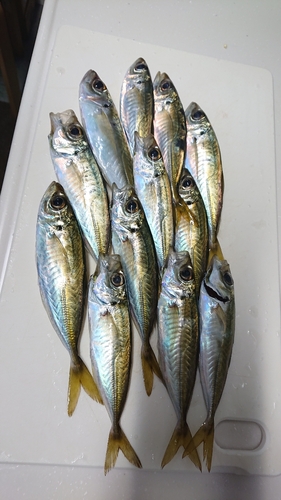 アジの釣果