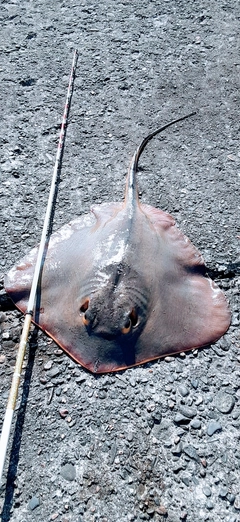 アカエイの釣果