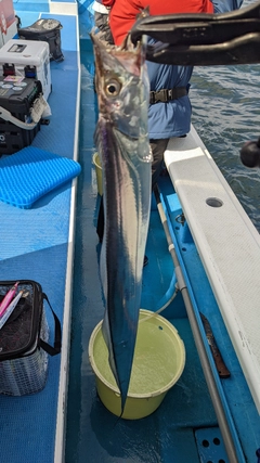 タチウオの釣果