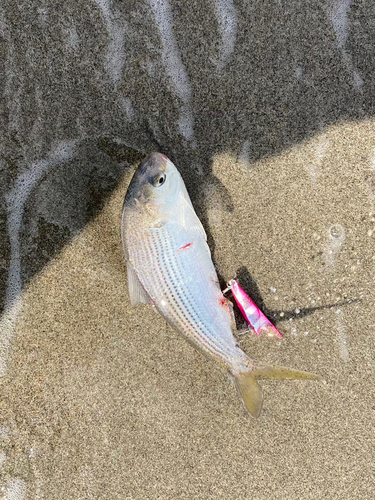 コノシロの釣果