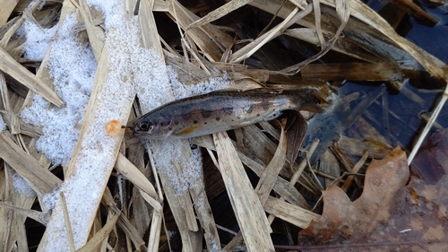 ヤマメの釣果