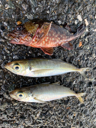 アラカブの釣果