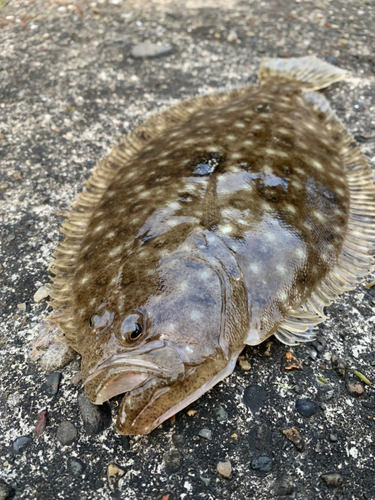 タマガンゾウビラメの釣果