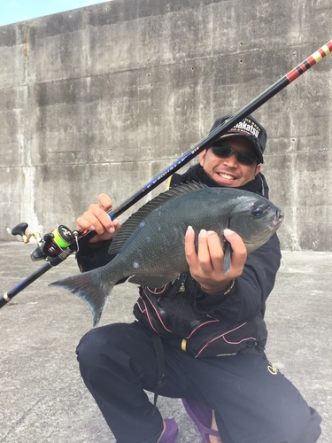 クロメジナの釣果