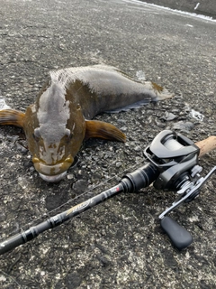 アブラコの釣果