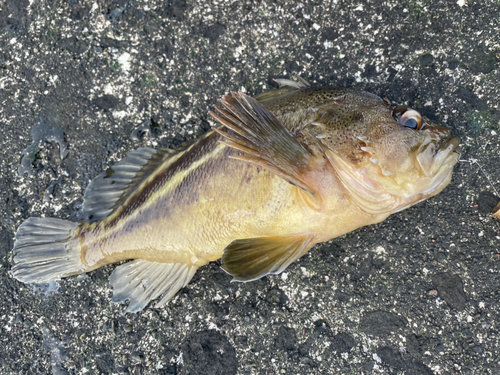 シマゾイの釣果