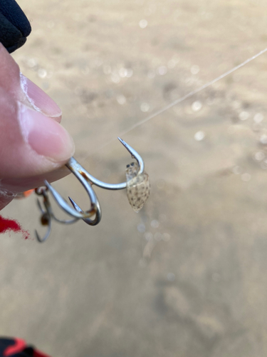 シタビラメの釣果