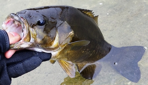 スモールマウスバスの釣果