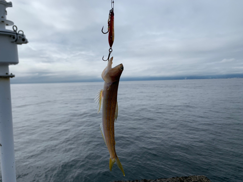 エソの釣果