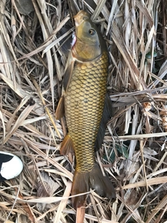 コイの釣果