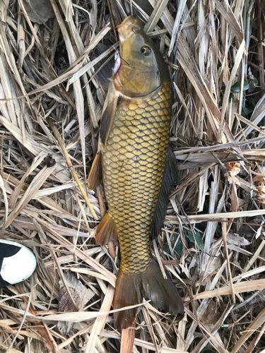 コイの釣果