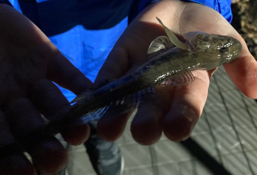 マハゼの釣果