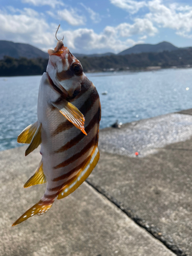 タカノハダイの釣果