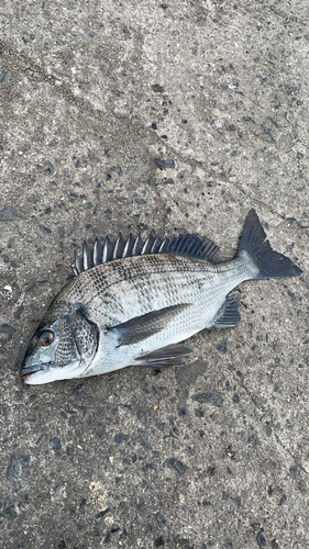 チヌの釣果