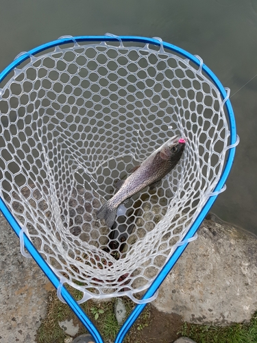 ニジマスの釣果