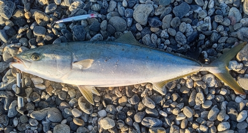 メジロの釣果