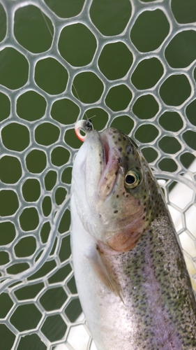 レインボートラウトの釣果