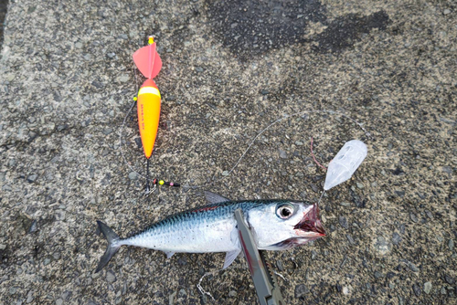 サバの釣果