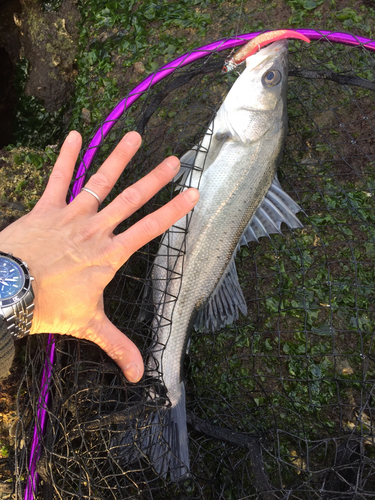 シーバスの釣果