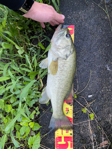 ブラックバスの釣果