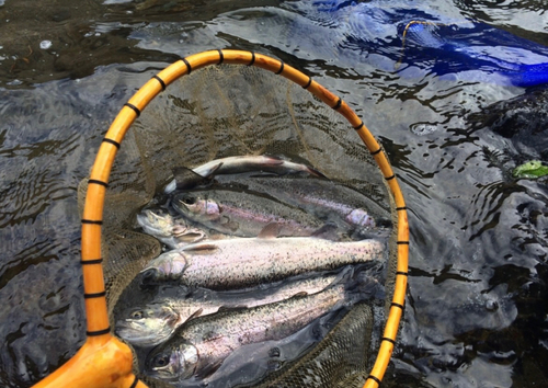 ニジマスの釣果