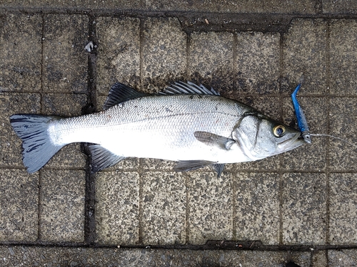 セイゴ（ヒラスズキ）の釣果