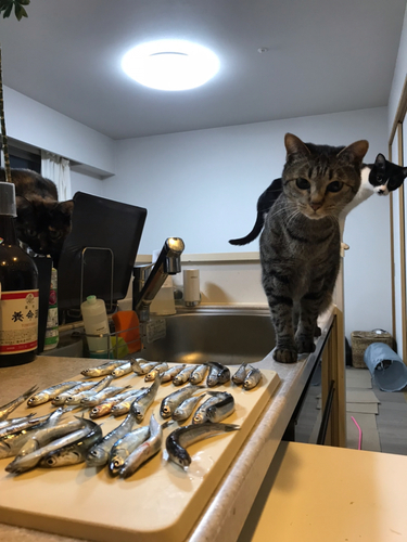 イワシの釣果