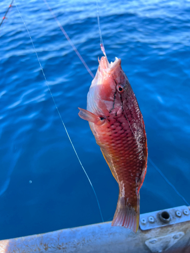 アカササノハベラの釣果