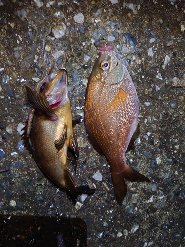 メバルの釣果