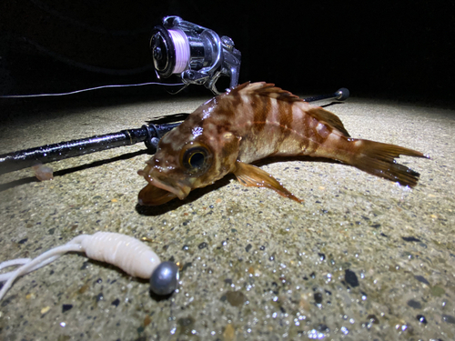 メバルの釣果