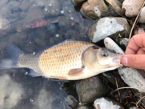 ヘラブナの釣果