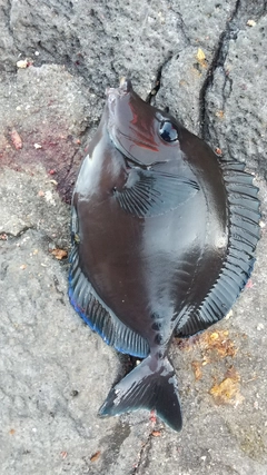 サンノジの釣果