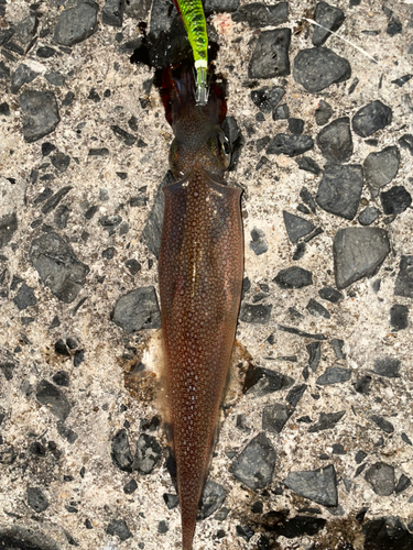 ササイカの釣果