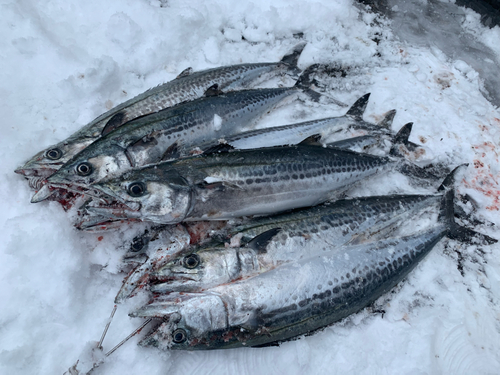 サゴシの釣果