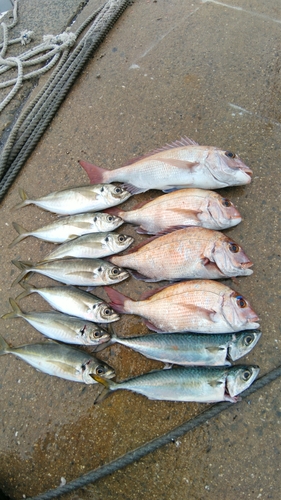 タイの釣果