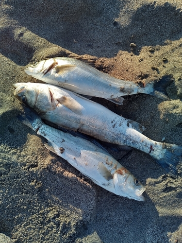 シーバスの釣果