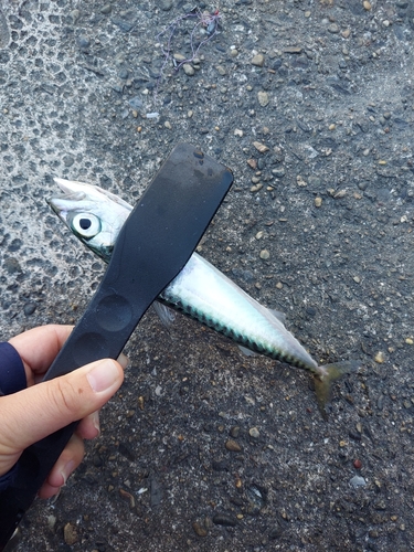 サバの釣果