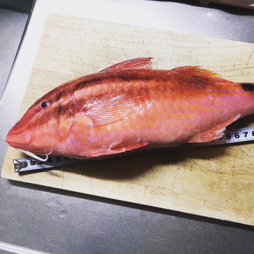 オキナヒメジの釣果